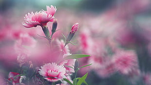 pink flowers, flowers, nature, pink flowers HD wallpaper