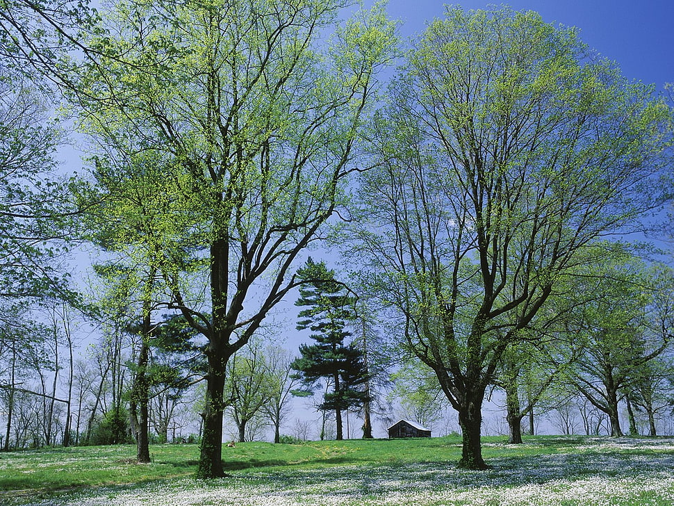 green leafed trees during day time HD wallpaper