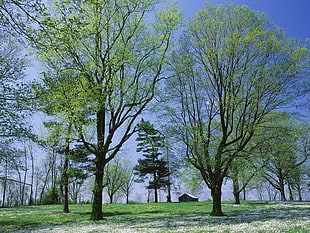 green leafed trees during day time