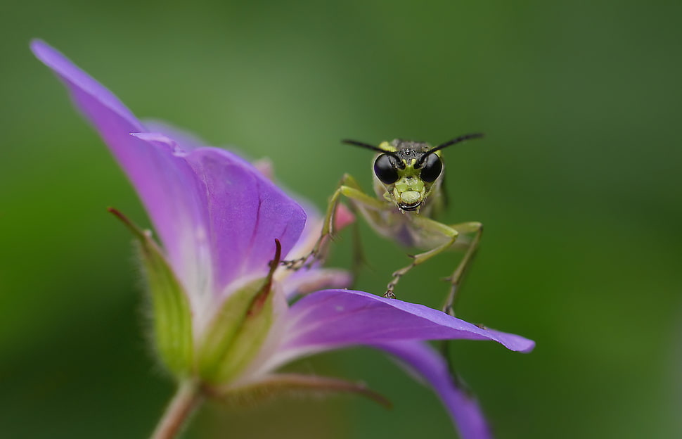 green and black insect perched on purple flower macro photography HD wallpaper