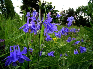 purple Columbine flowers in bloom at daytime