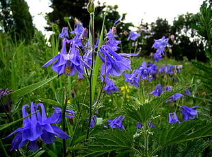 purple Columbine flowers in bloom at daytime HD wallpaper