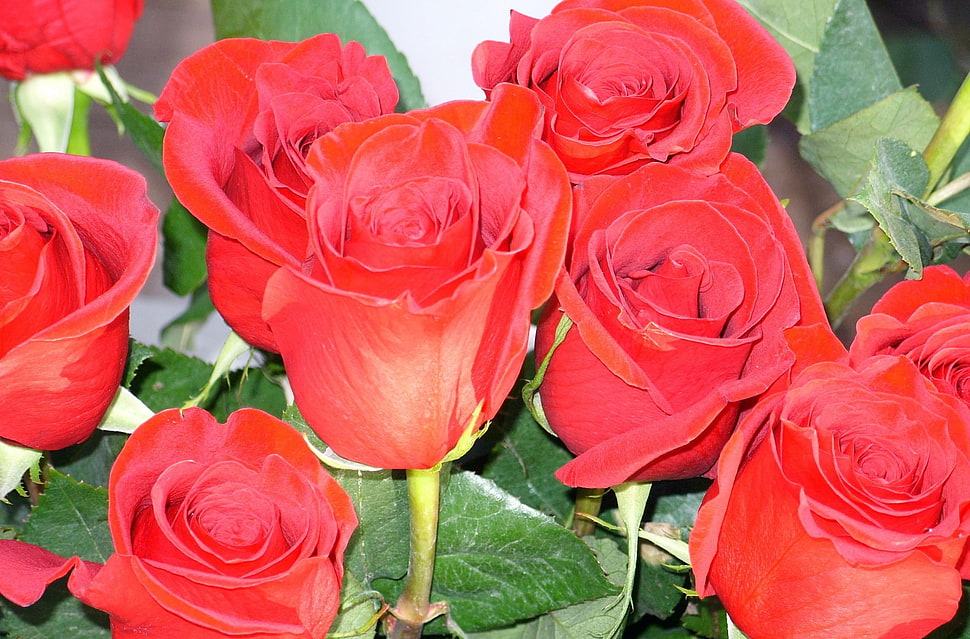red Rose flowers HD wallpaper