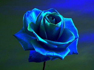 blue flower, rose, blue rose, flowers, blue flowers HD wallpaper