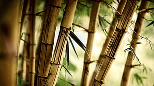 brown bamboos, photography, bamboo HD wallpaper