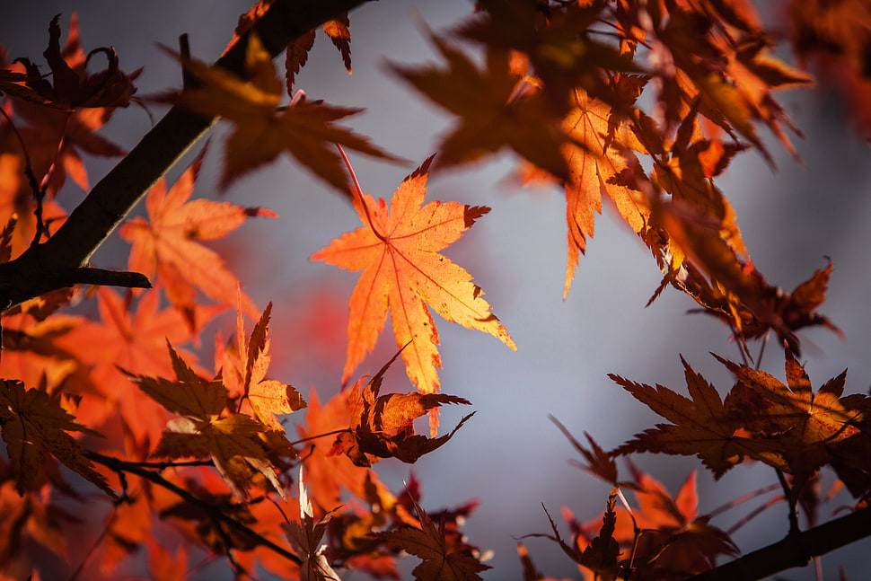 selective focus photography of maple leaf HD wallpaper