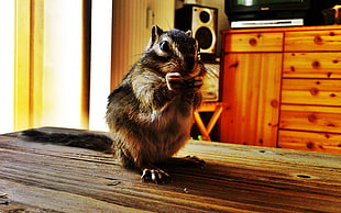 brown and black stripe squirrel eating food