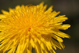 yellow flower photography, dandelion