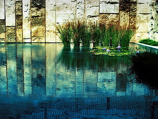 green plants on body of water photo HD wallpaper