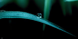 close up shot of water droplet on green leaf