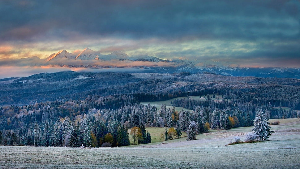 pine tree lot, nature, landscape, mountains, forest HD wallpaper
