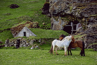 brown and white horses on green grass field at daytime