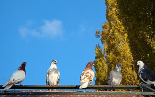 five pigeons standing on green metal bar during daytime