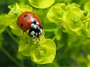 photography of red and black ladybug on green leaves plant during day time
