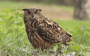 selective photo of black owl HD wallpaper