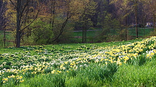 yellow and white flower plantation during day time
