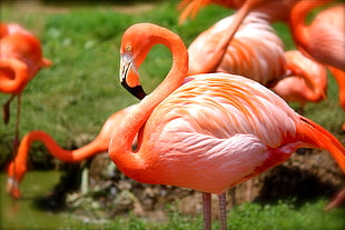 orange and white flamingo HD wallpaper
