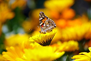 macro shot brown-and-black monarch butterfly HD wallpaper