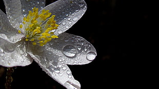 white Hibiscus with water dew HD wallpaper