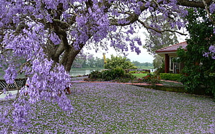 Sakura tree photo shot during daytime
