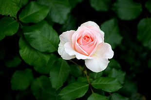 white and pink rose shallow focus photography HD wallpaper