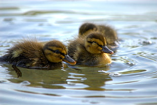 three ducklings on body of water