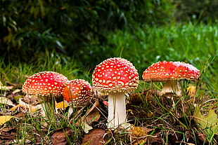 four red and white mushrooms HD wallpaper