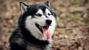 adult black and white Siberian Husky, Siberian Husky , dog, animals