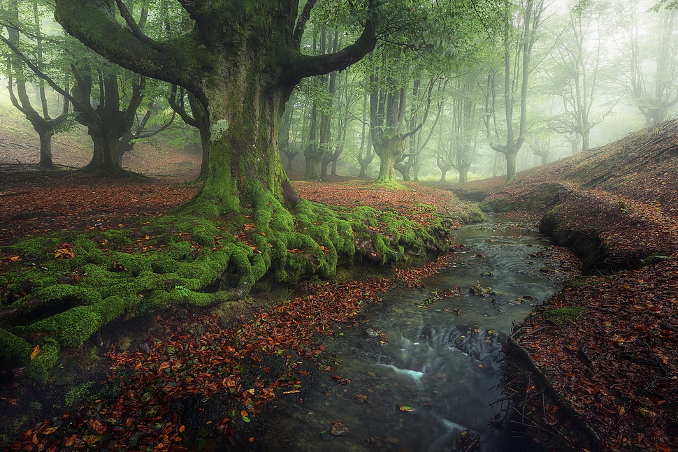 green leafed tree, nature, landscape, forest, creeks HD wallpaper