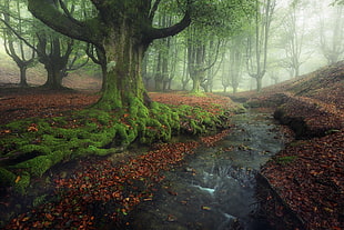 green leafed tree, nature, landscape, forest, creeks
