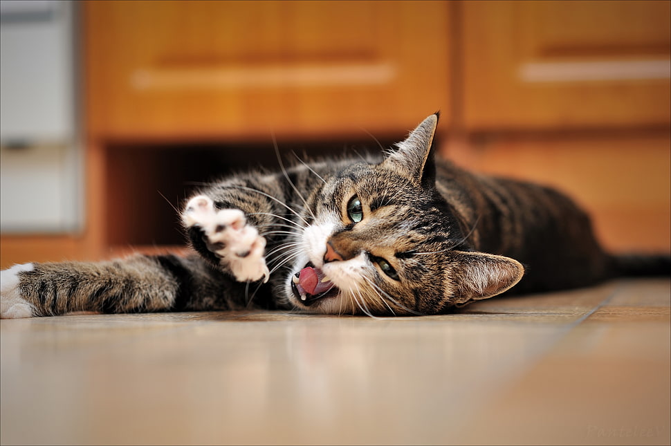brown tabby cat lying on tile flooring HD wallpaper