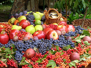 variety of fruits