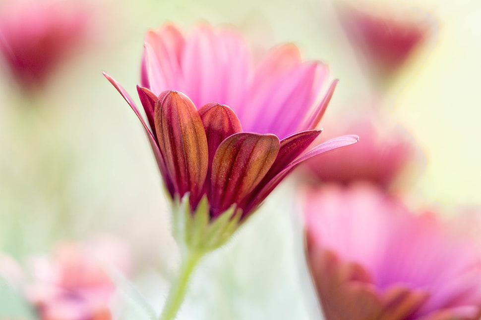 close-up photography of pink and brown petaled flower, daisies, african HD wallpaper