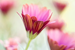close-up photography of pink and brown petaled flower, daisies, african