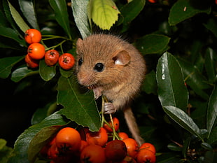 brown rodent on plant with red fruit