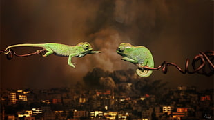 two green geckos, war, animals, love, chameleons