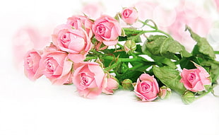 pink Rose flower photography HD wallpaper