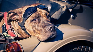 animals, dog HD wallpaper