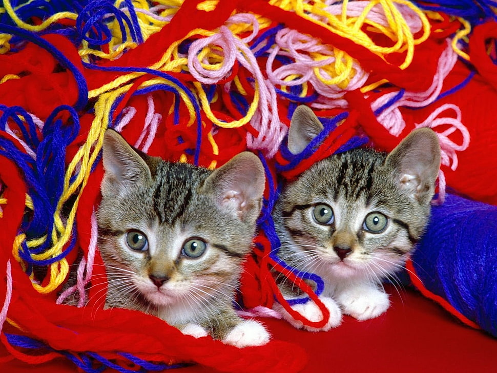 two grey tabby kittens HD wallpaper