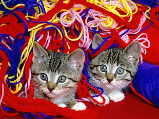 two grey tabby kittens