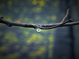 macro photography of water