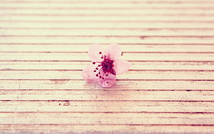 pink cherry blossom flower in closeup photo