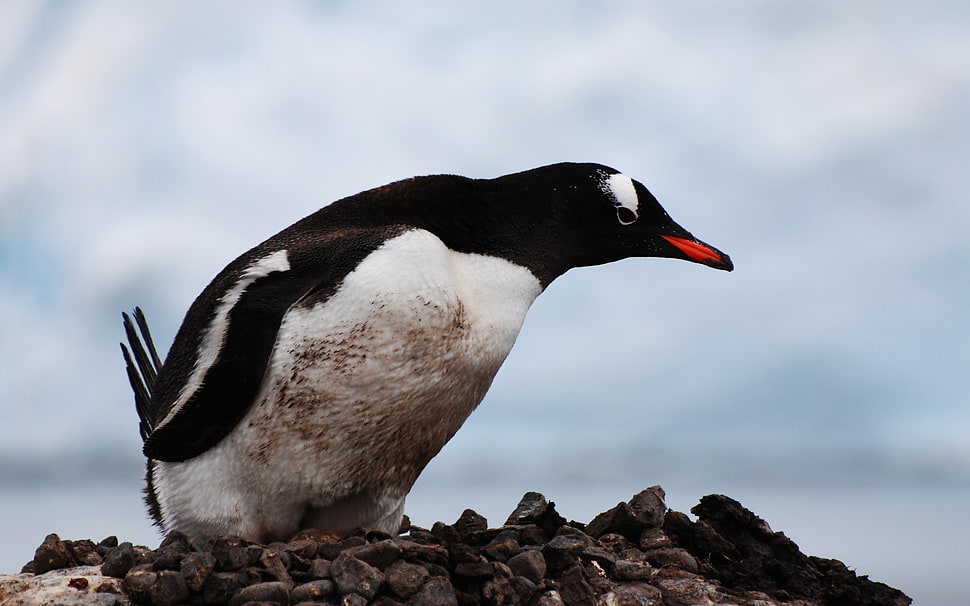 white and black emperor penguin photo HD wallpaper