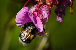 selective focus photography of pink orchid