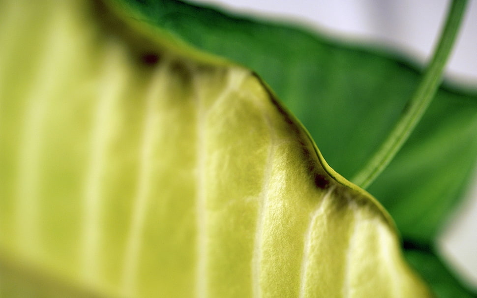 Leaves,  Grass,  Plant,  Structure HD wallpaper