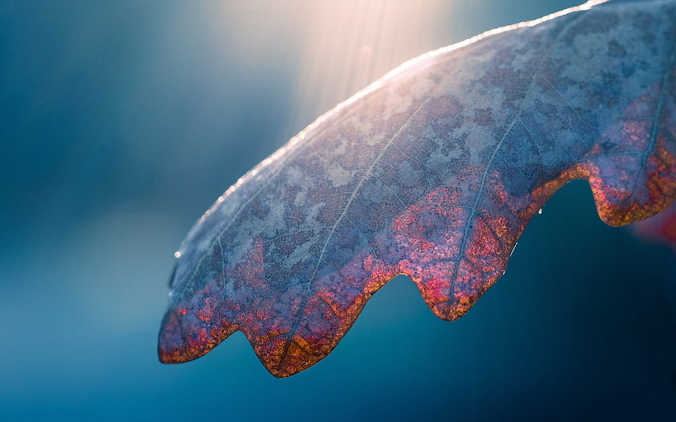 brown leaf in close up photography HD wallpaper