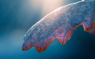 brown leaf in close up photography