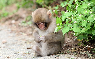 brown and gray monkey sitting beside bush