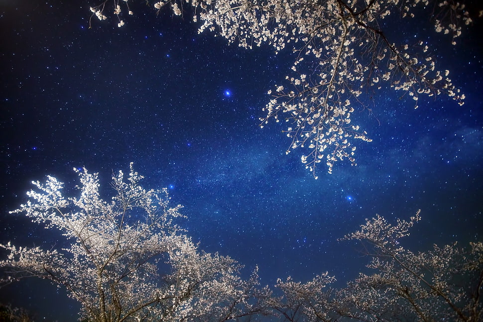 white leave tree under starry sky during nighttime HD wallpaper