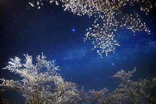 white leave tree under starry sky during nighttime